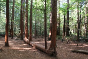 木材對(duì)人類(lèi)的好處，你知道多少？